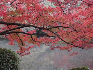 京都植物園