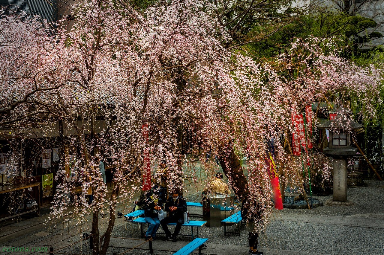 早咲き六角堂の御幸桜 | きままな旅人