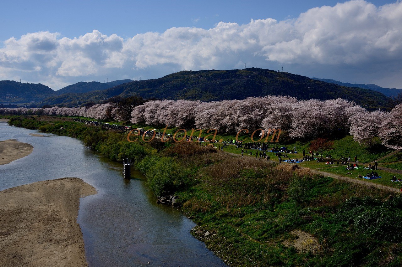 背割堤の桜 2014 | きままな旅人